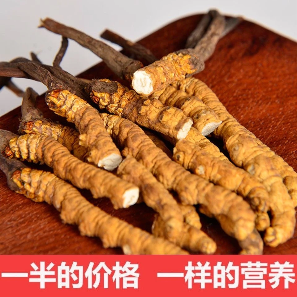 珍嘉绿度正宗那曲玉树冬虫夏草中断草礼盒装