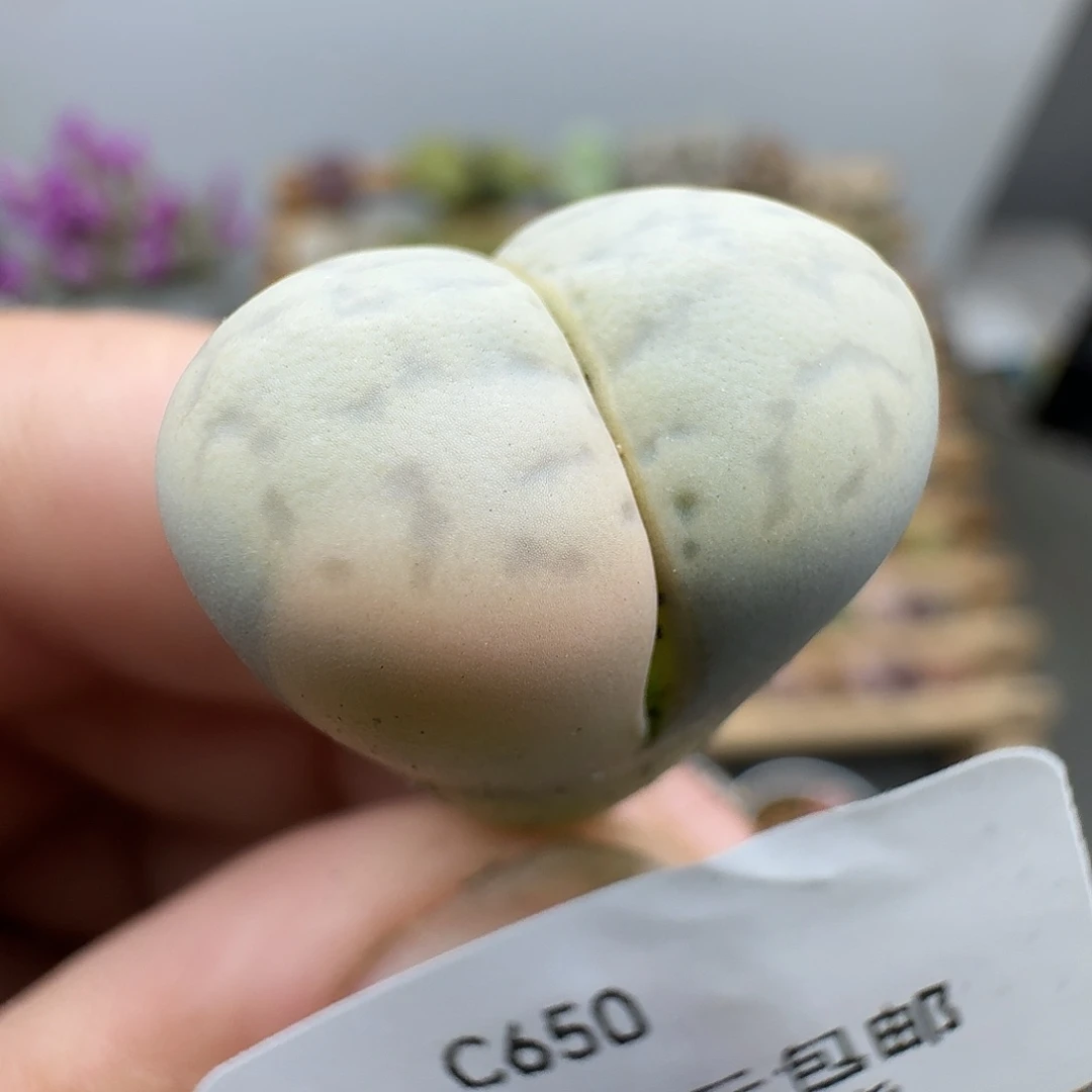650拉丝锦碧赐玉哈哈哈哈哈哈