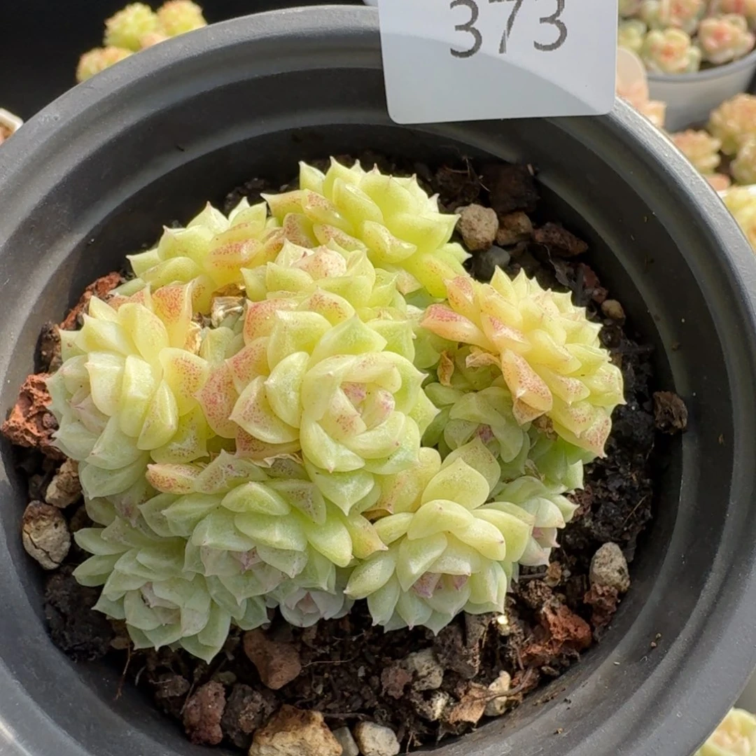 一物一拍一物一拍12-14-373