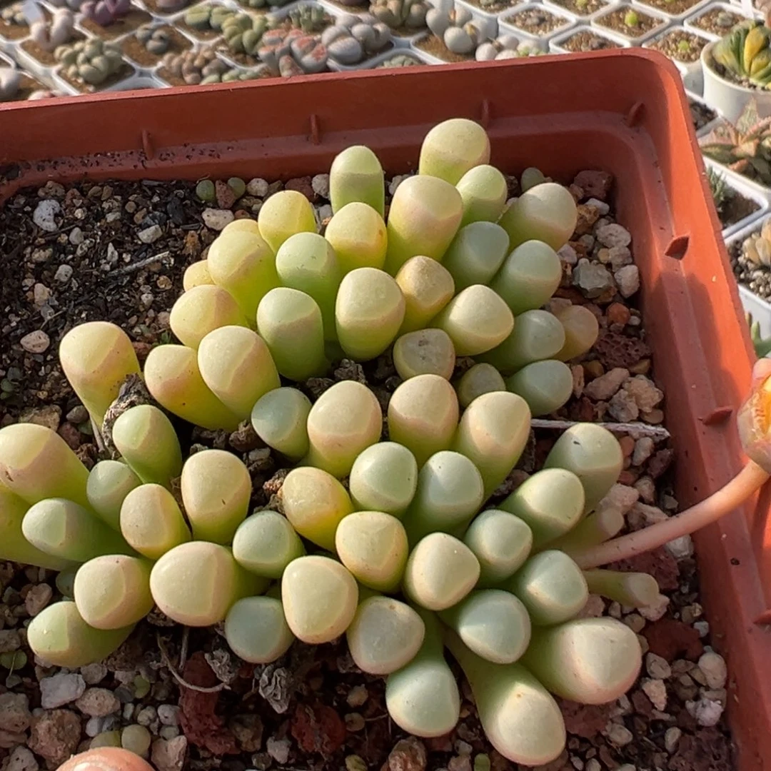 69多肉植物百科植物