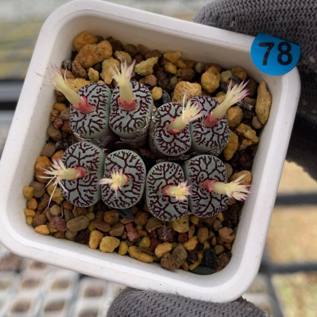 78号韩系八重墨母本