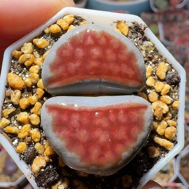 生石花1211222。   3.0左右。  292