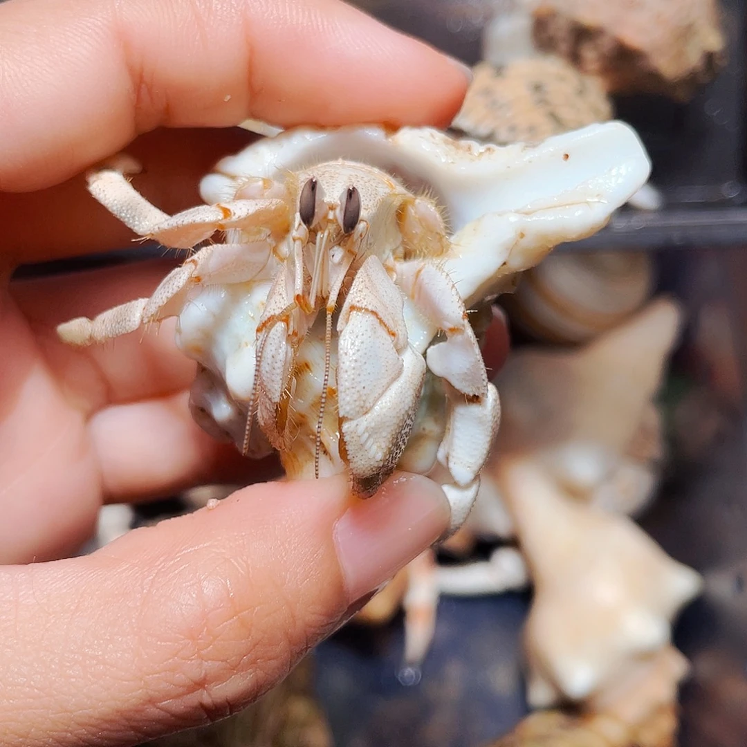 陌派有钳寄居蟹缺腿162
