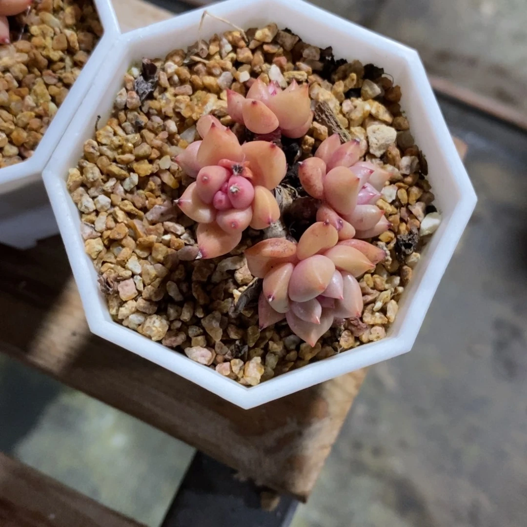 小**.健健康康快快乐乐多肉植物_