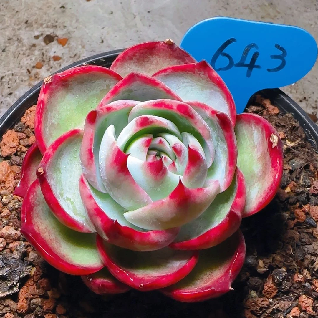 惊鸿仙子一物一拍643号