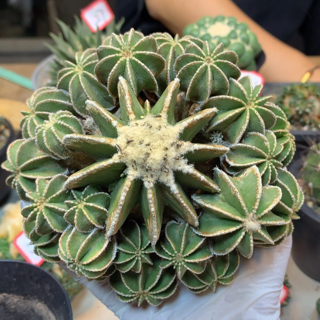 42号 新顿花龙 群生 无根带木心