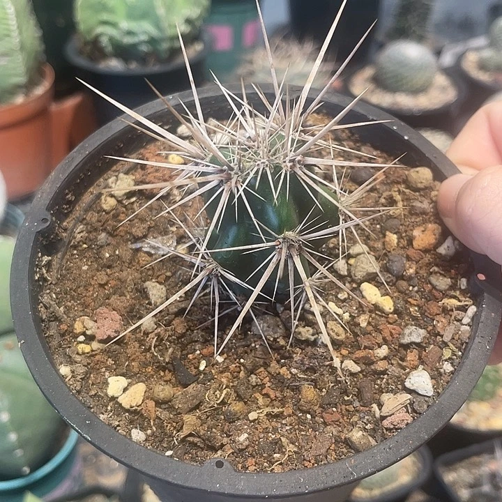 自根舞者团扇仙人球