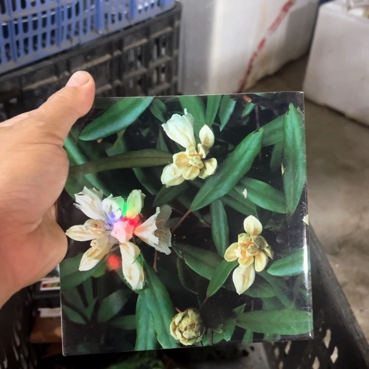 外贸库存尾单瓷器