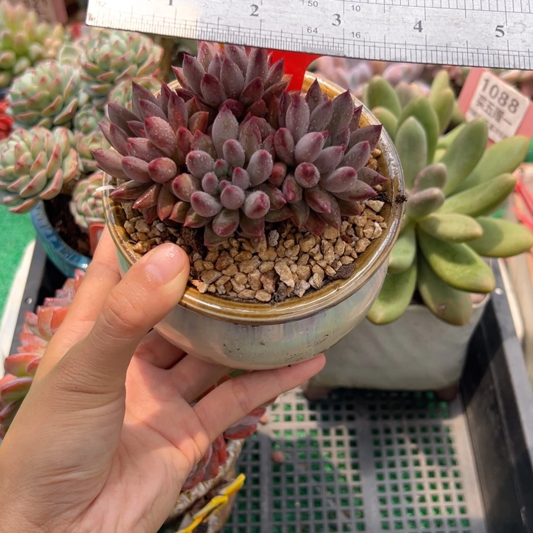 表妹精品多肉植物161.