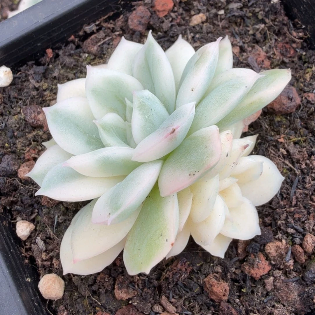 月亮仙子锦腹轮锦一刻的