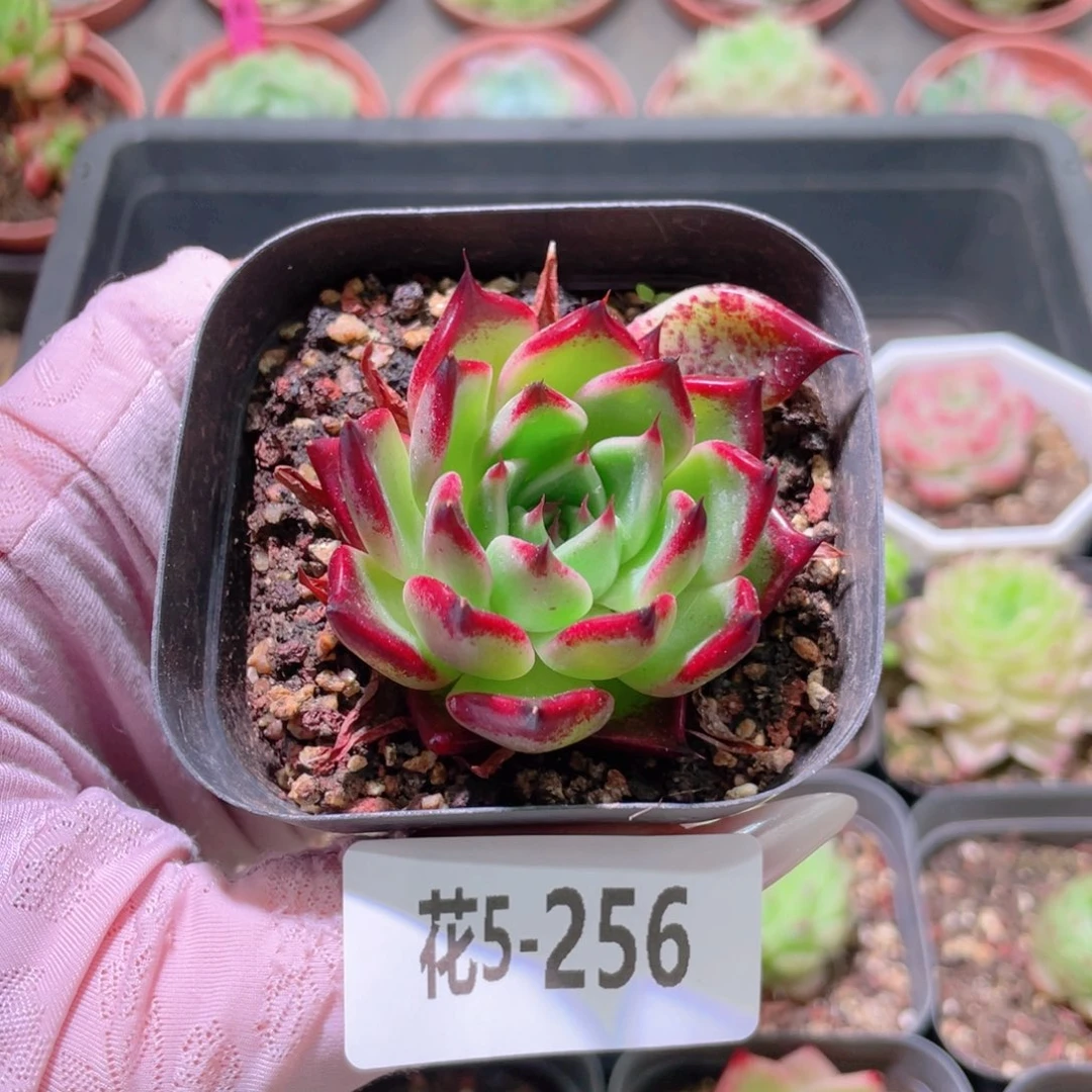 花利美5-256车厘子