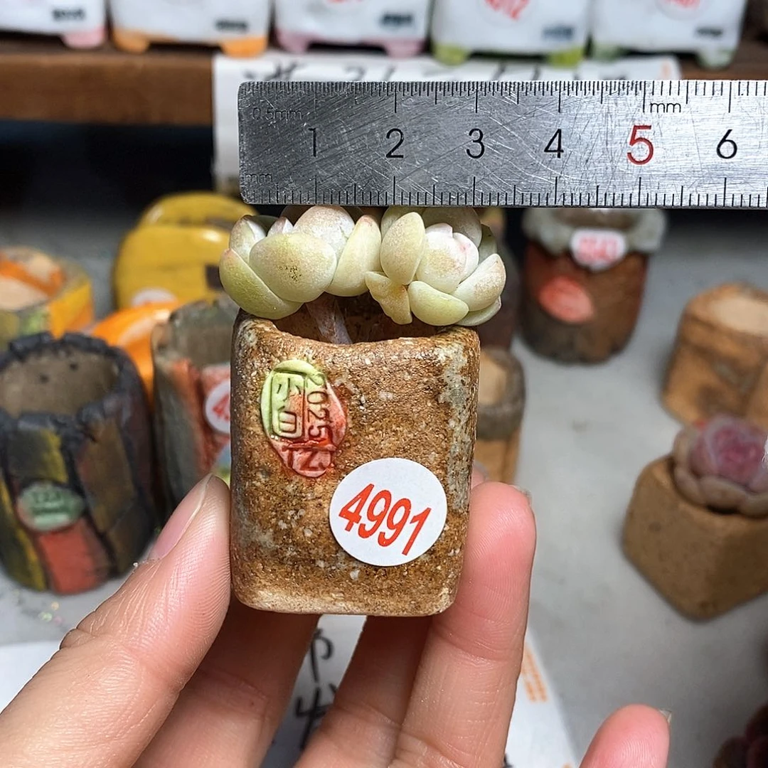 红陶拍3送一个小