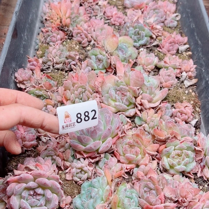九***煊多肉植物多肉植物