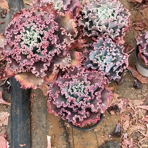 夕*多肉植物杂交带赠品5棵