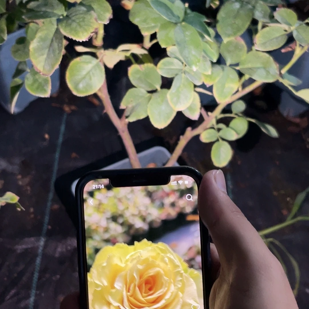 无花朵———托斯卡纳
