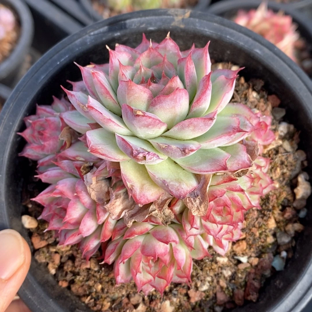 精品多肉一物一拍65