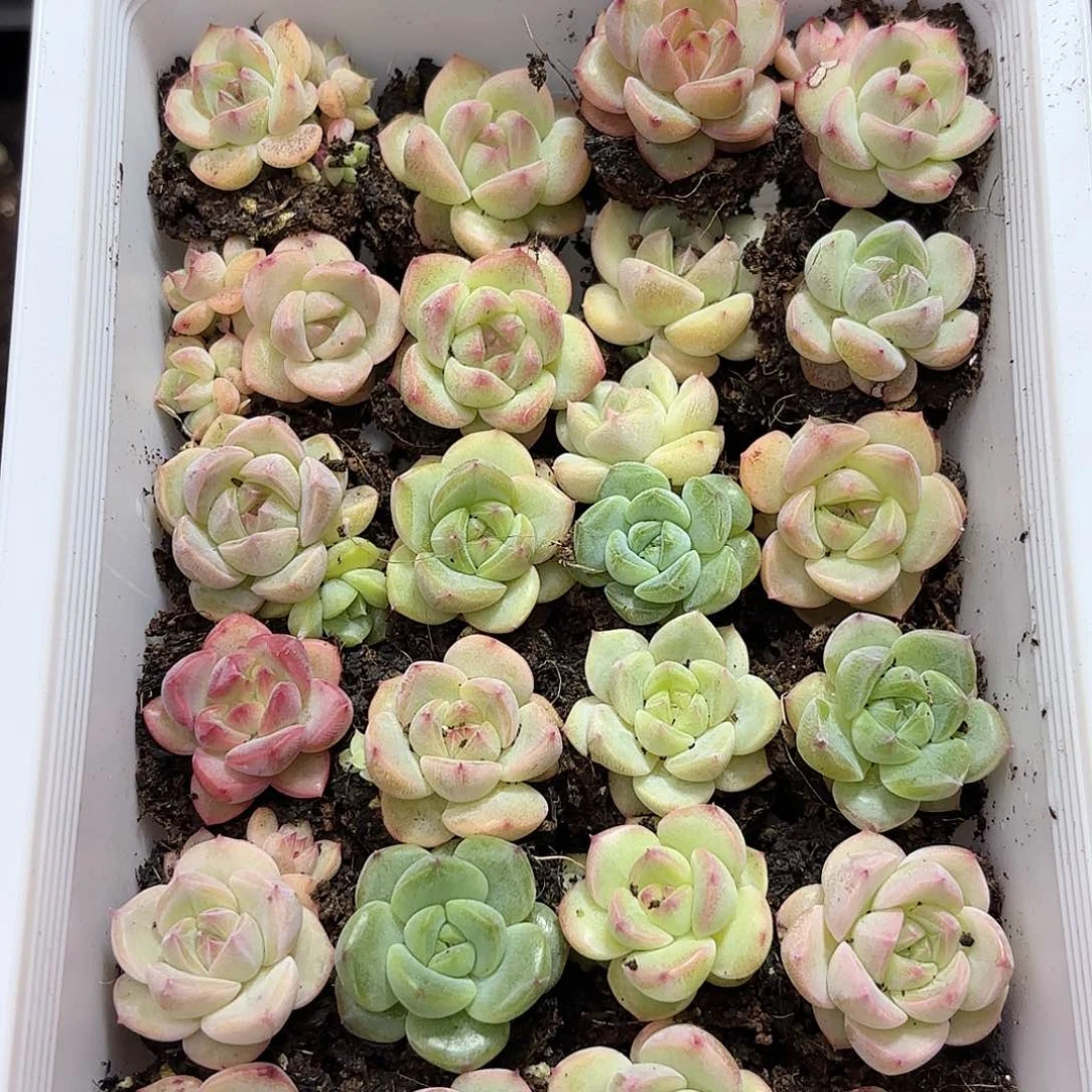 达***.031 如图品质21颗 新疆西藏内蒙不发货