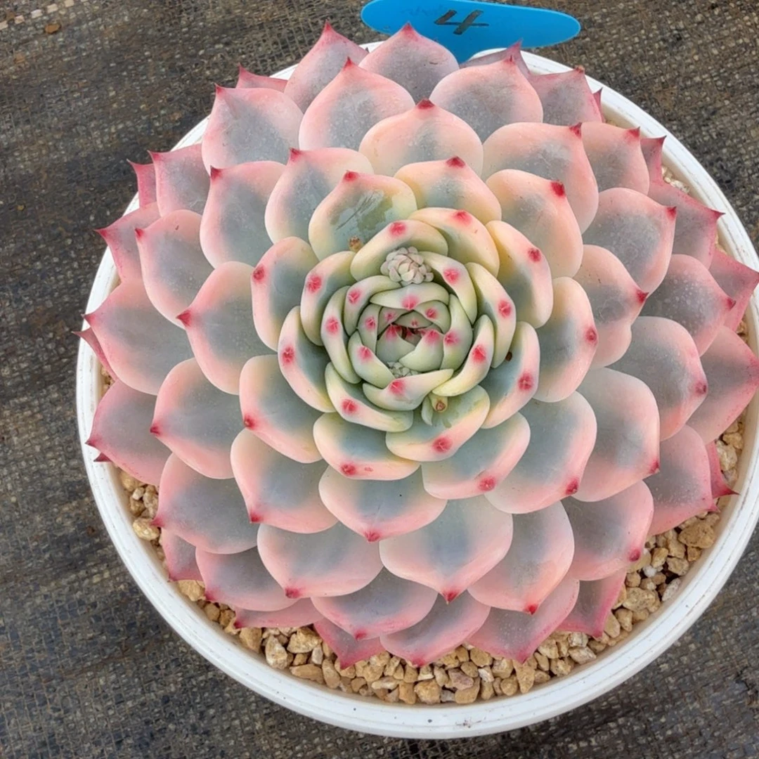 *****吉娃娃锦锦上园艺一物一拍