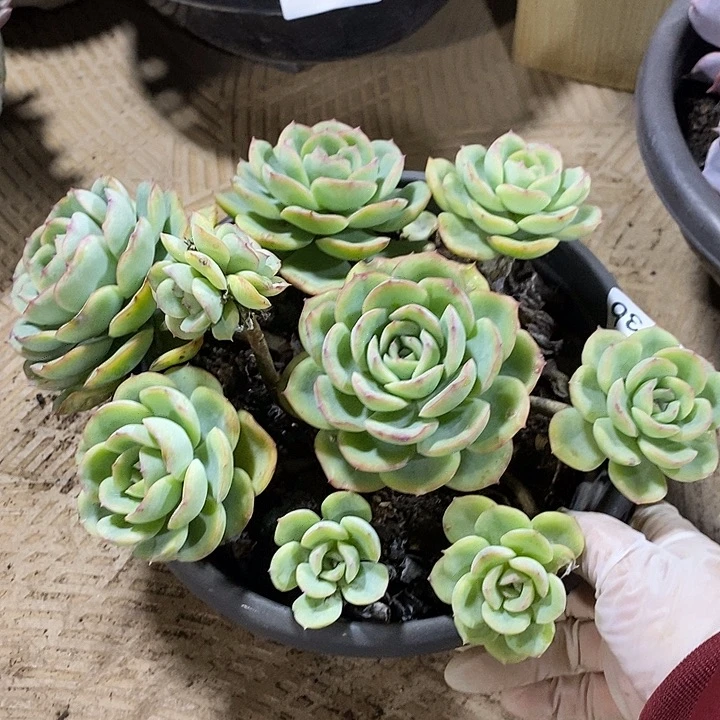 小七夕多肉晨露136