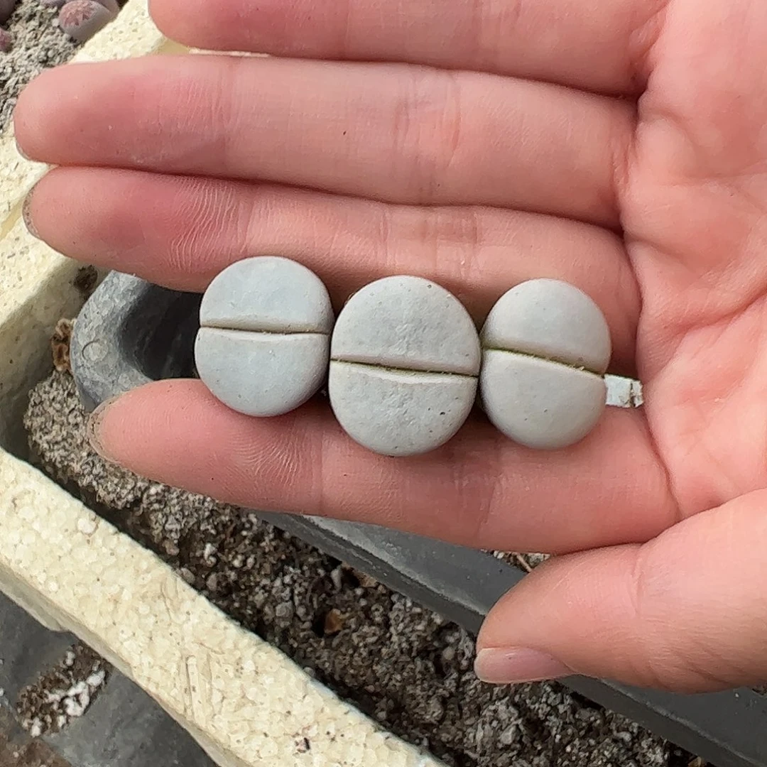 0000量拍C244白曲3颗