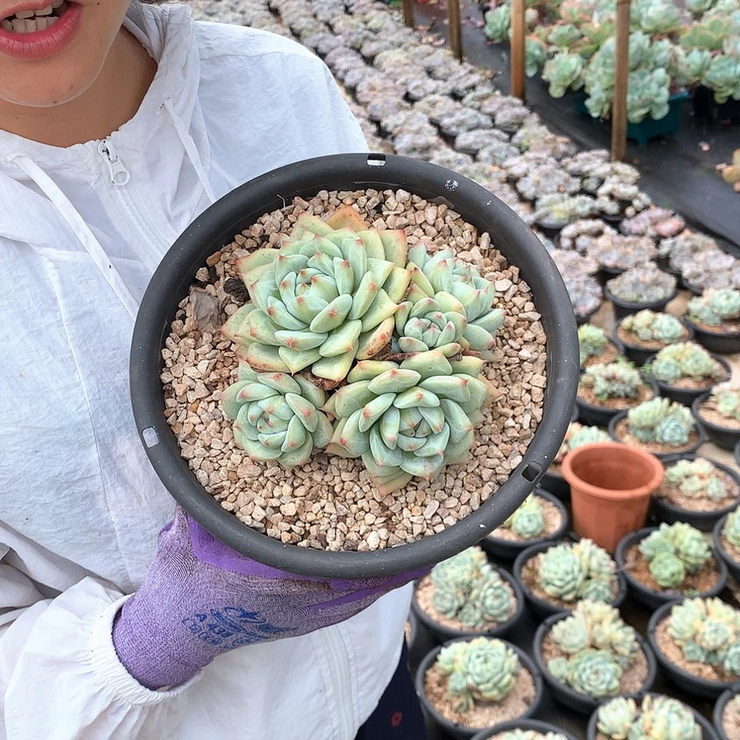白拉糖18.8 多肉植物量拍