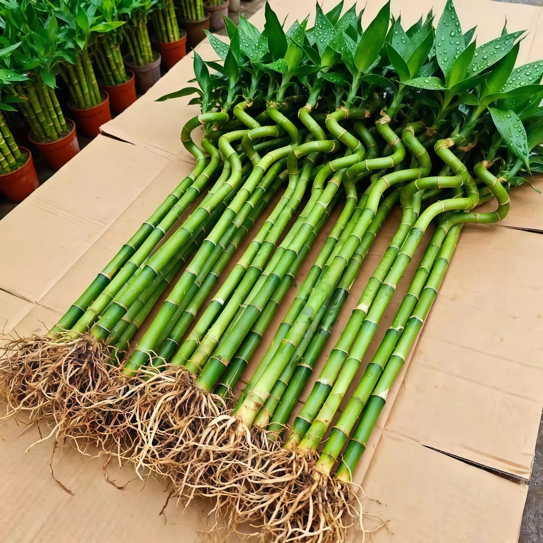 带根水培转运竹植物富贵竹客厅室内绿植直竹竹子水养弯竹龙竹盆栽