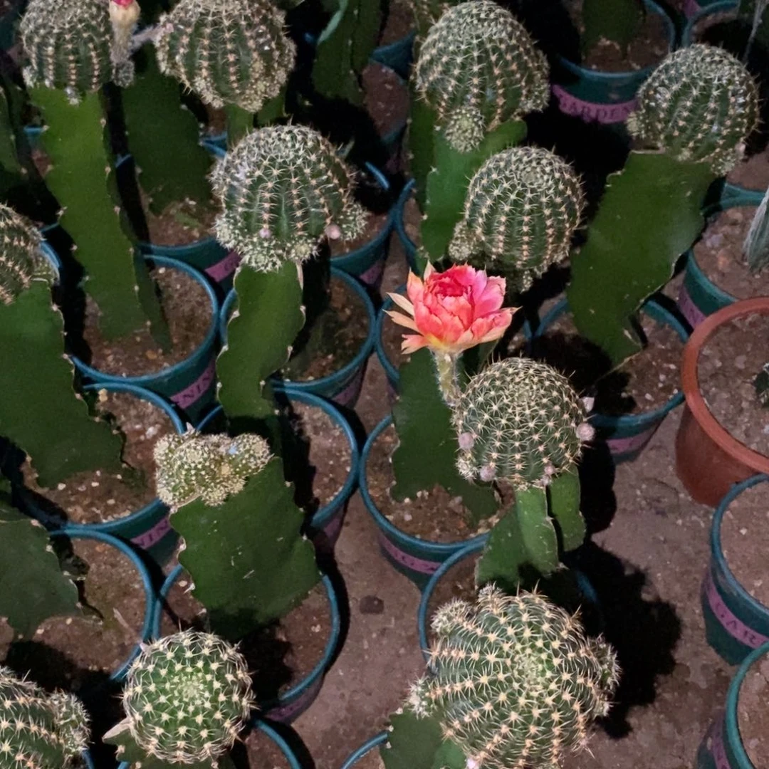 新品丽花L39母本带花苞