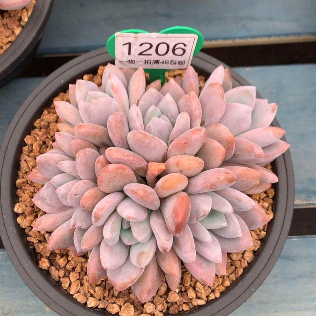 果糖无砍平头1206