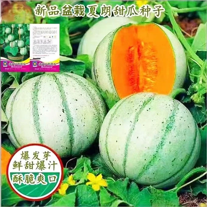 新品法国夏朗甜瓜种子黄皮薄皮香瓜种籽四季庭院阳台盆栽水果种孑