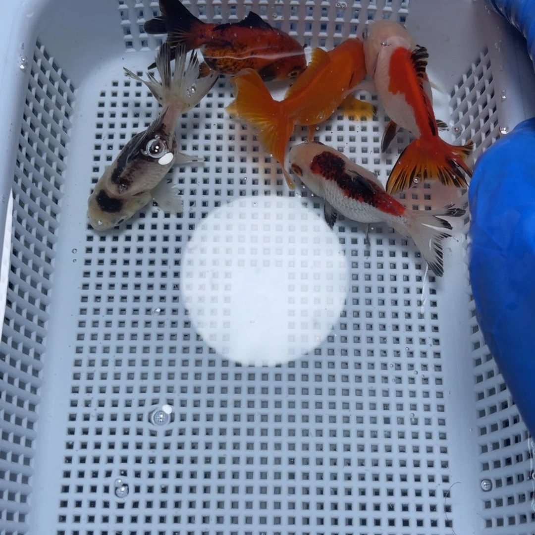 海水鱼花泰狮金鱼39