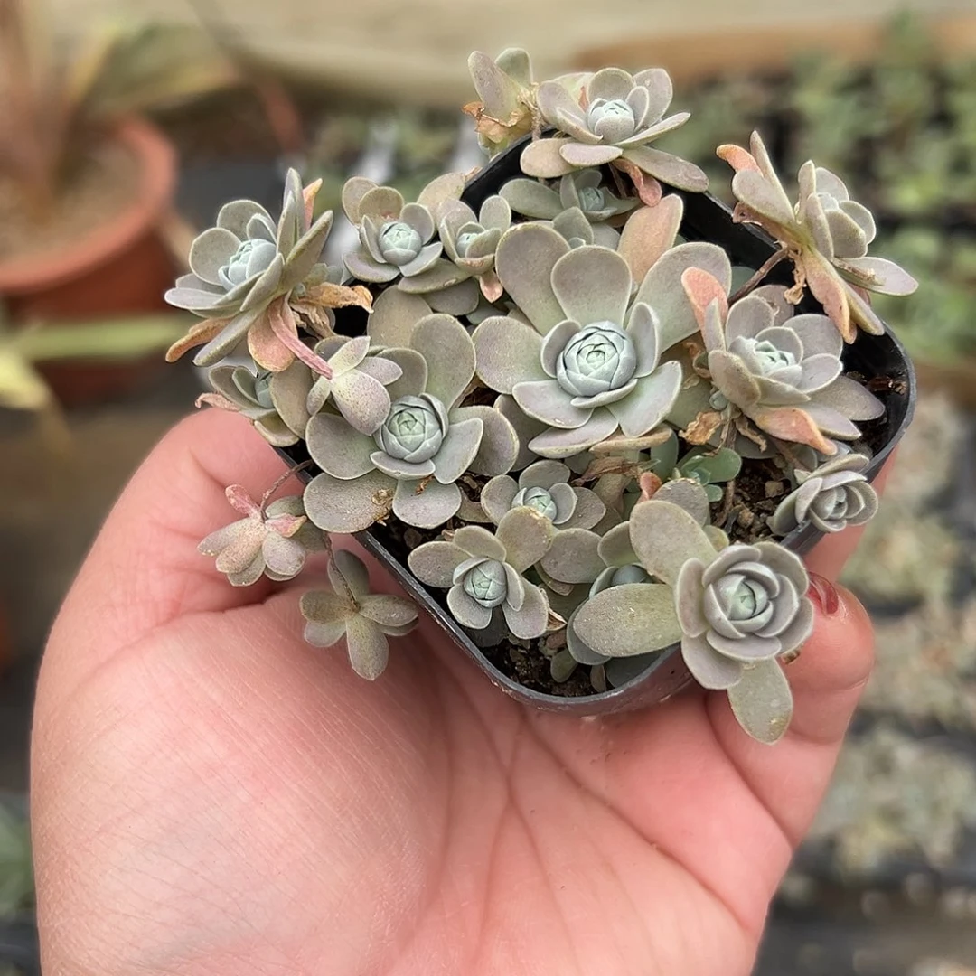 多肉植物子持莲花