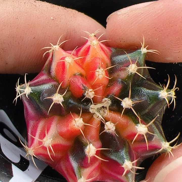 当前无花栽培后可以开花621