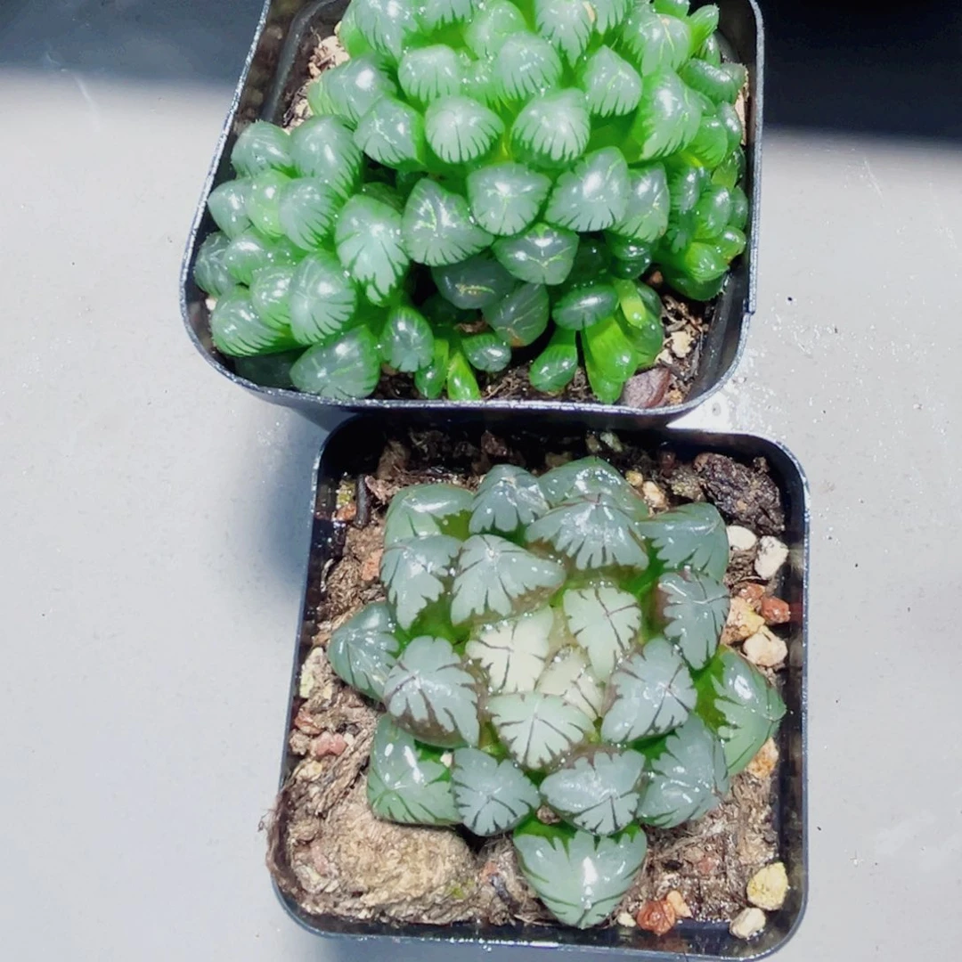 特价糯姬玉露和水晶玉露多肉植物