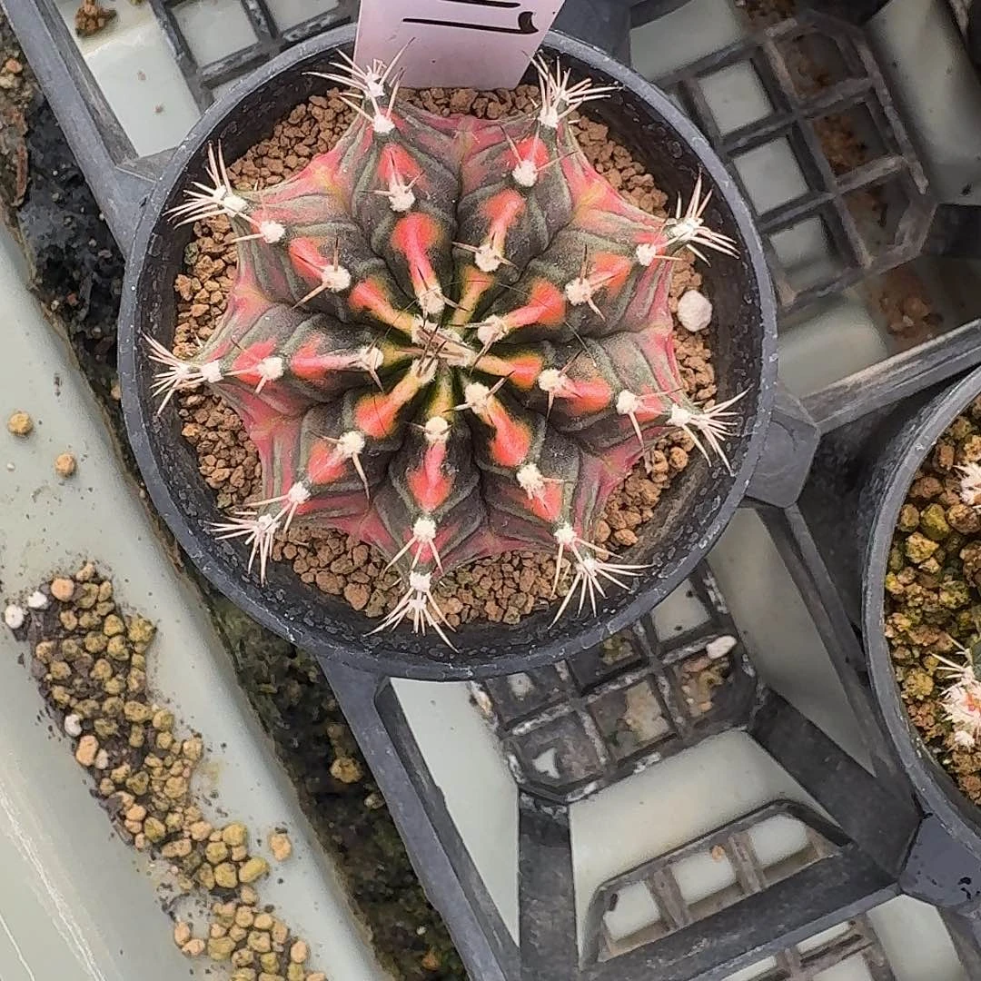 L144-1127广东发货 九秒