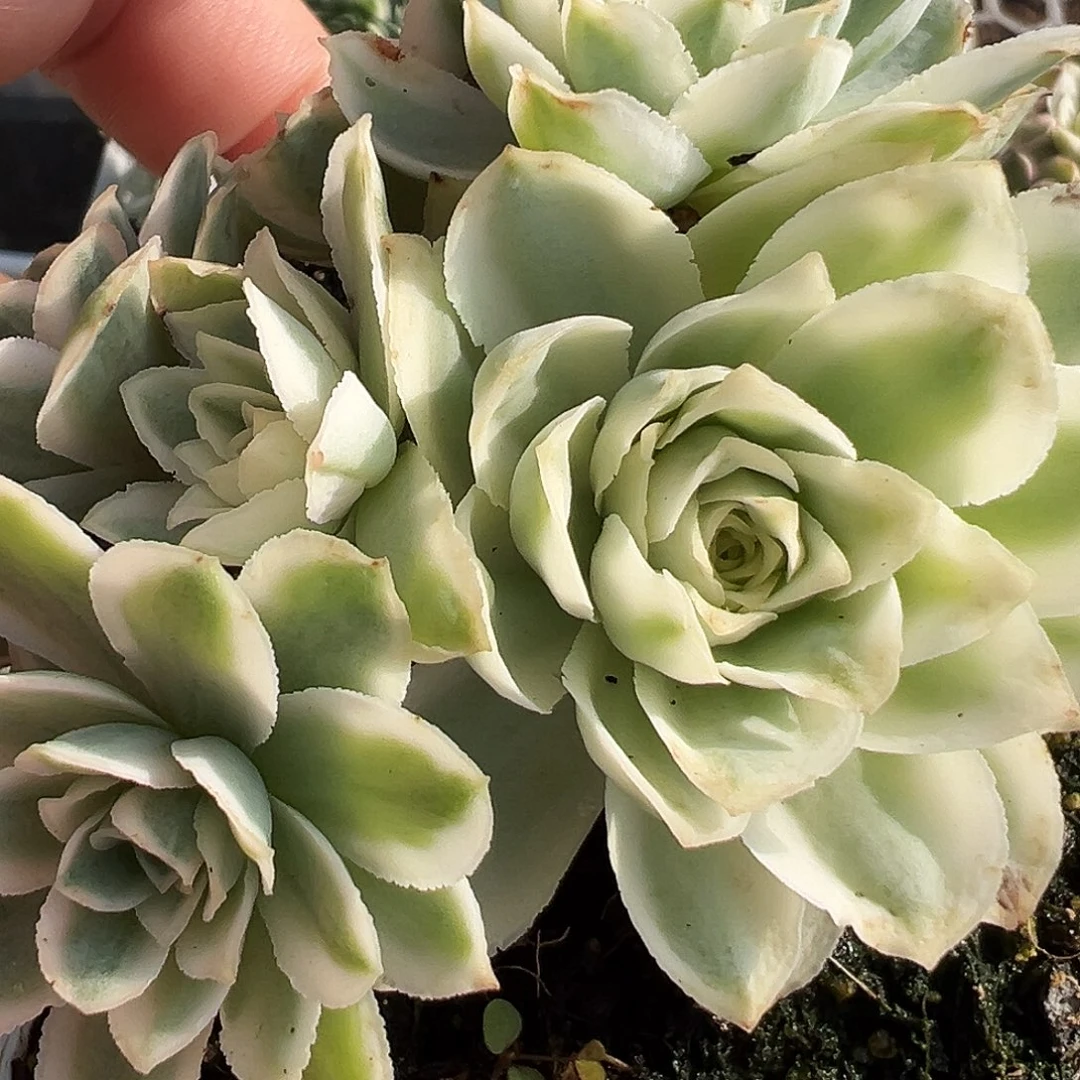 山地玫瑰锦秋夕952号