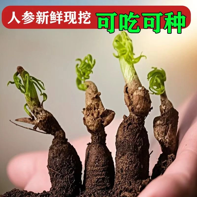 正宗人参苗活苗新鲜土盆栽人参苗种煲汤室内种子长白山参苗