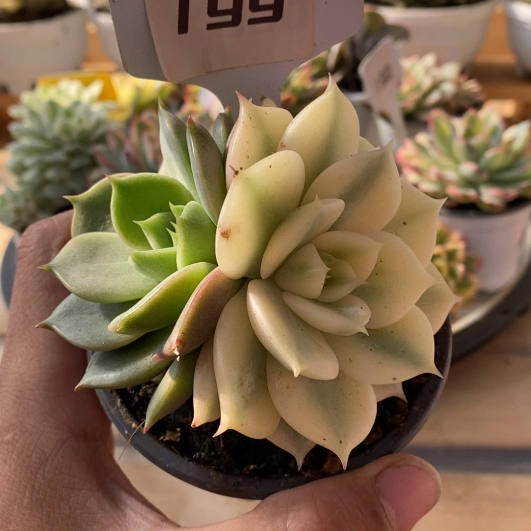199贝加尔湖哈哈哈
