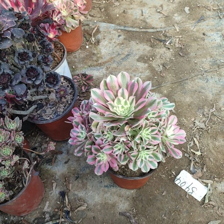 知*姐14粉女巫法师的故事