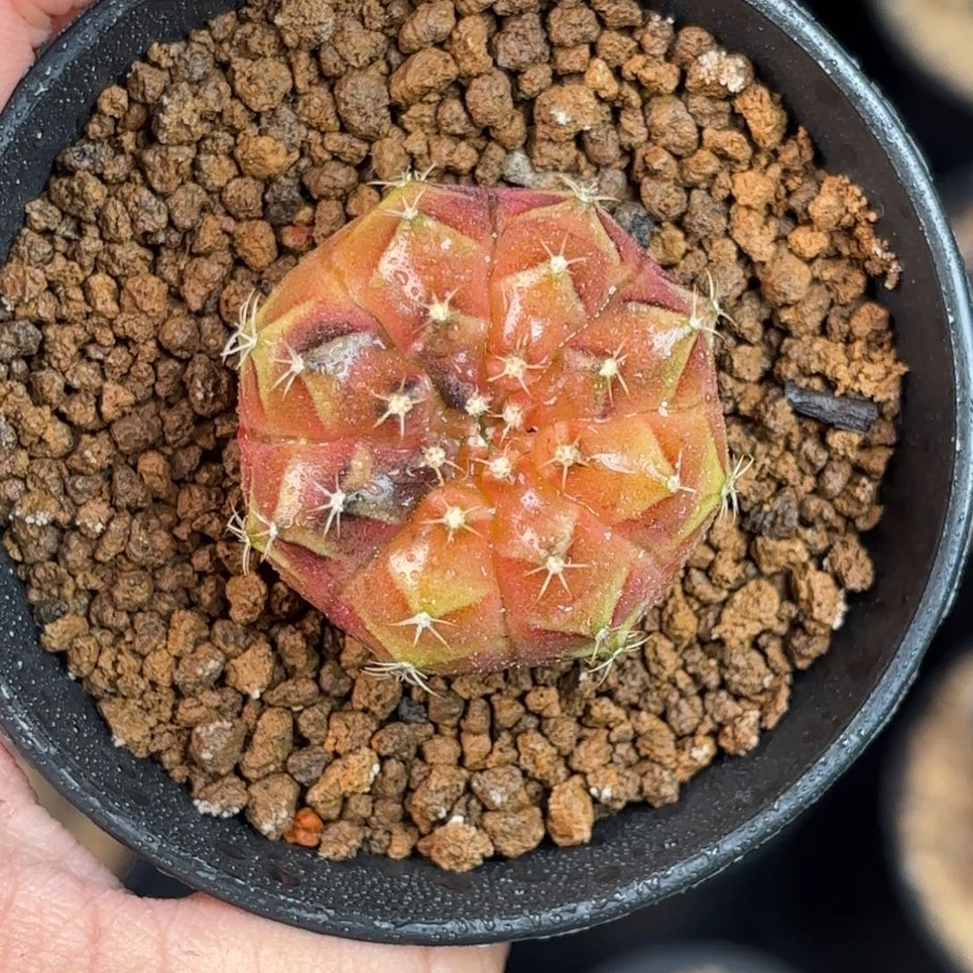 泰系米哈实生仙人球微瑕17号