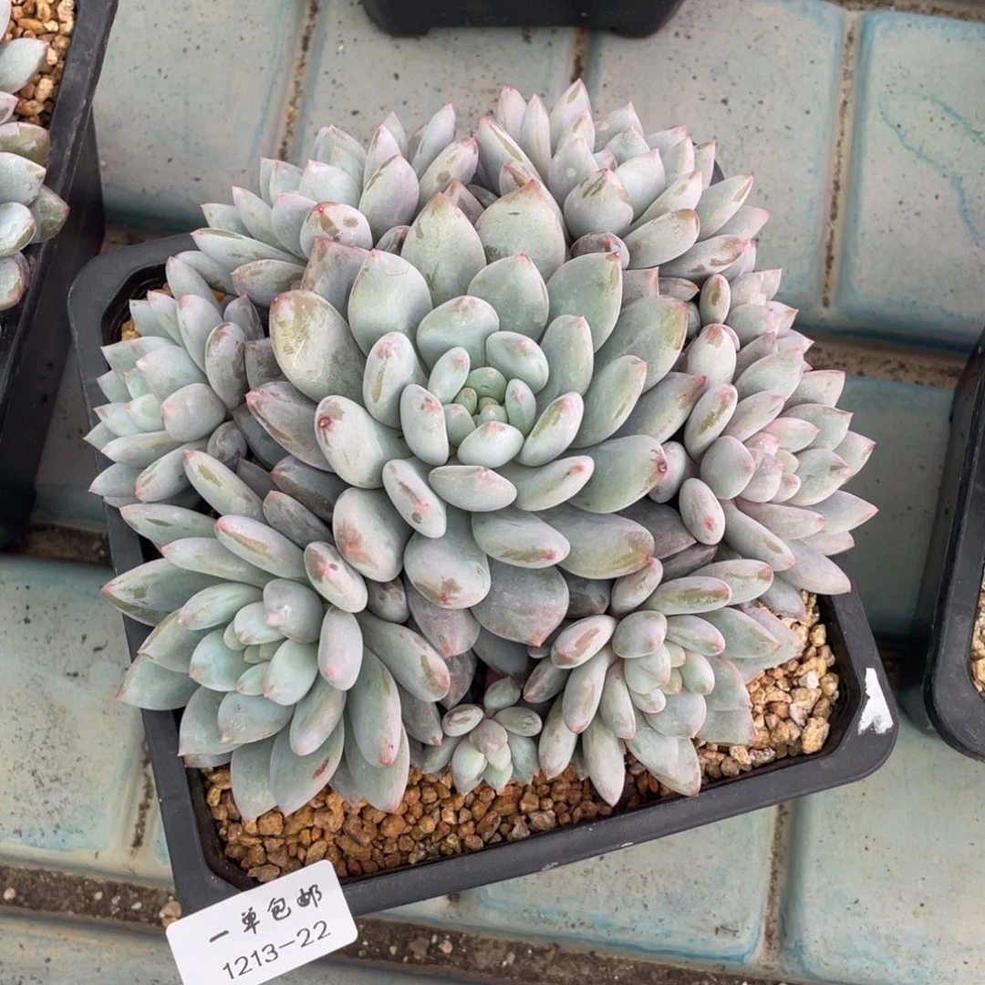 吹***风1213-22-半夏。。。。。。