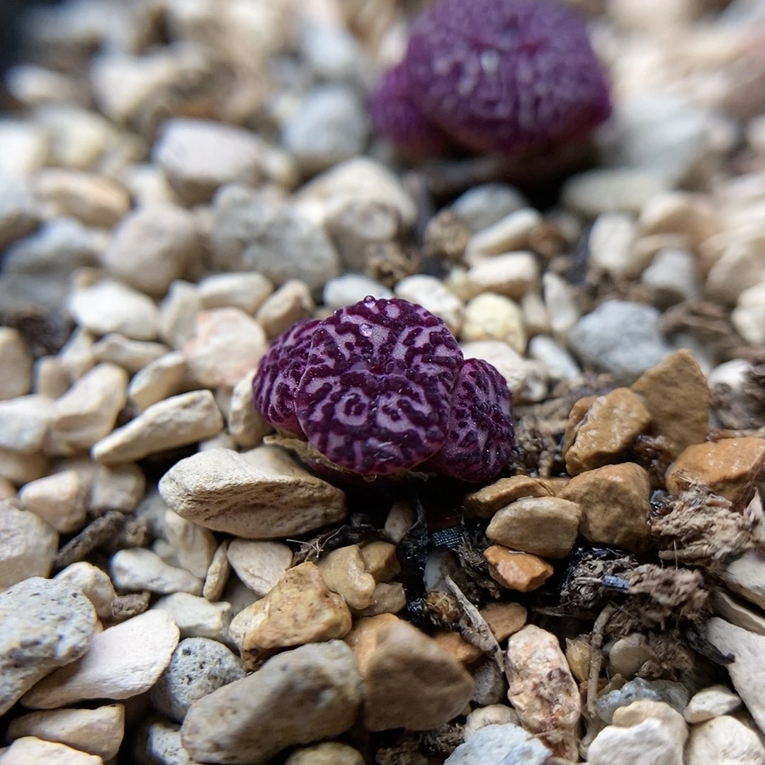 714墨一颗三头包邮