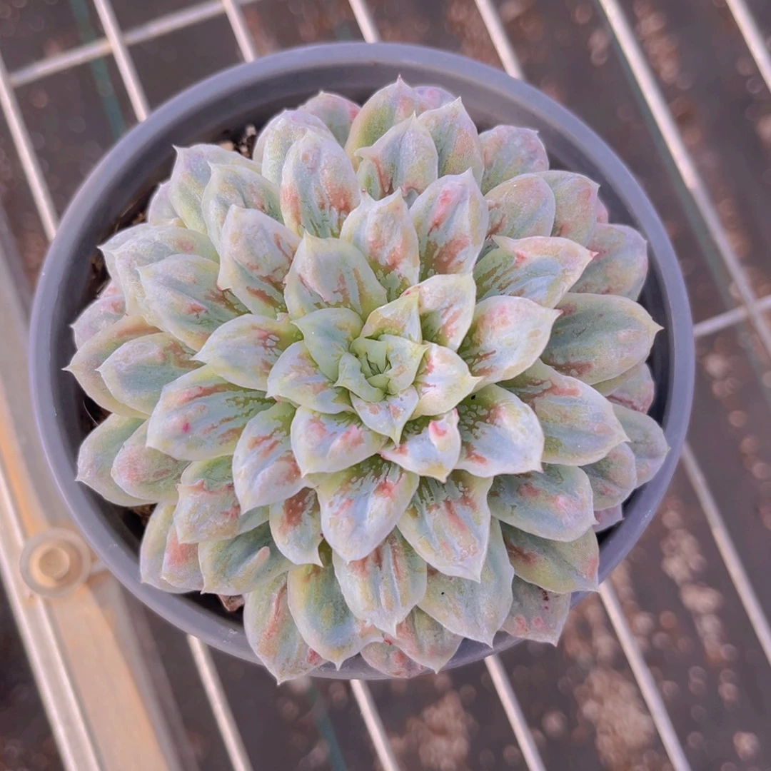 雪红纱裙11公分9999999999.