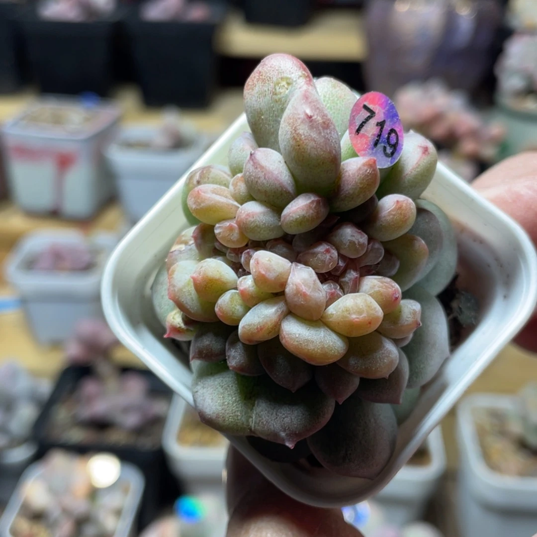 溏心缀化多肉植物