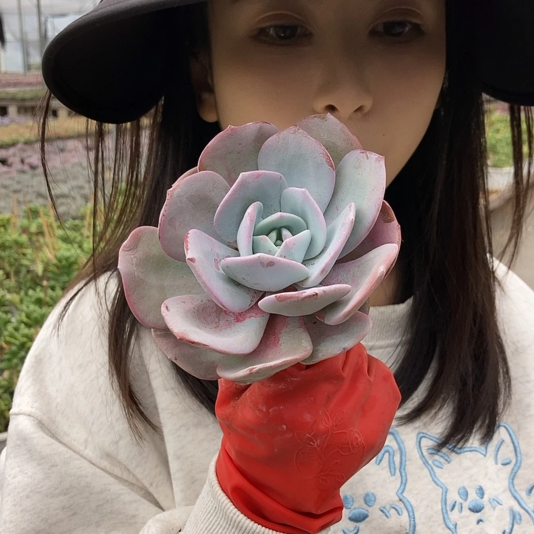 23-6奶茶单头黑方盆随机