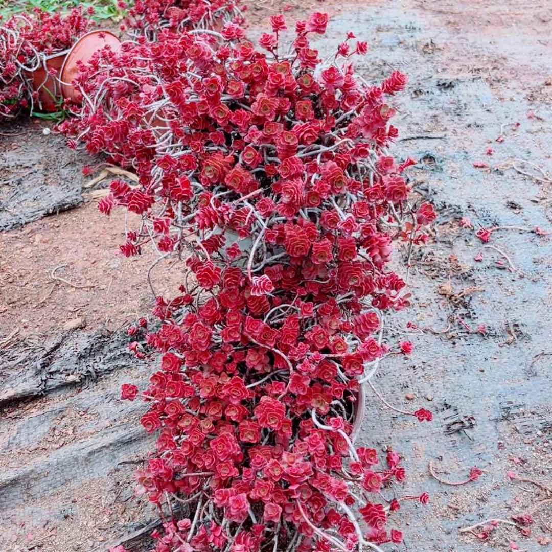 小球玫瑰一颗带盆