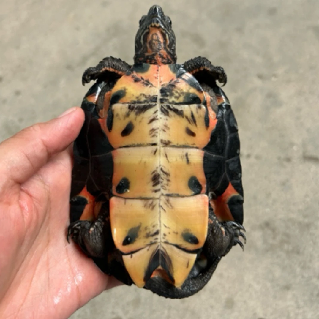 海南种黑颈公12cm