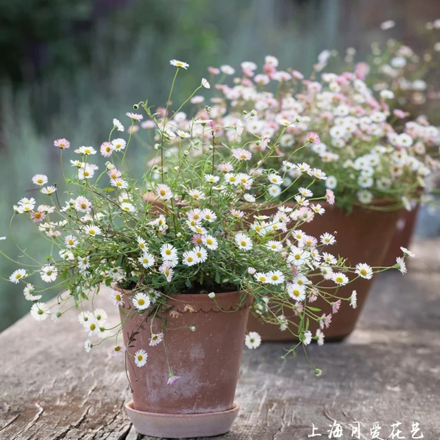 墨西哥飞蓬草欧洲小雏菊盆栽庭院花镜野花阳台多年生草本花卉多花