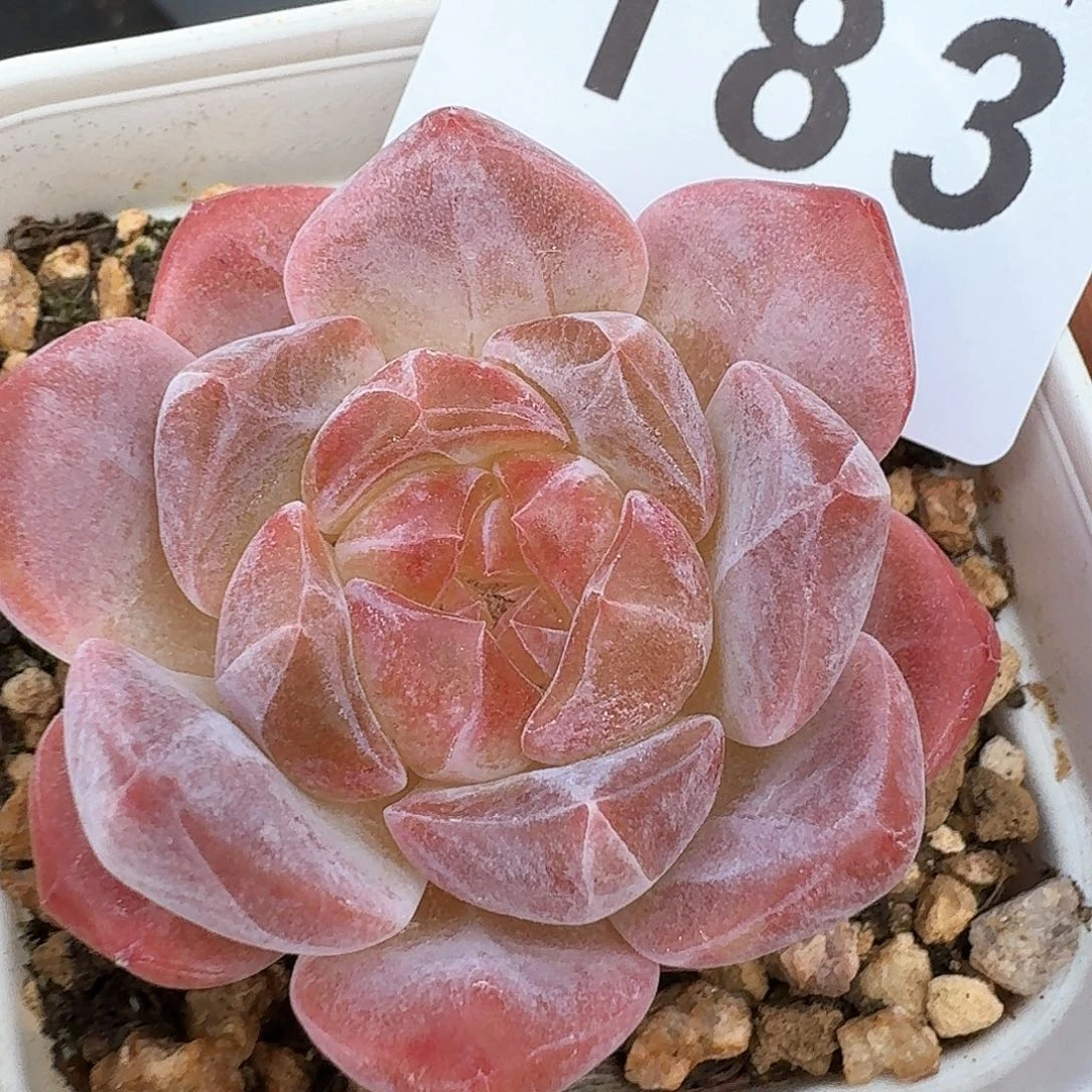 开播福利拍够包邮发货