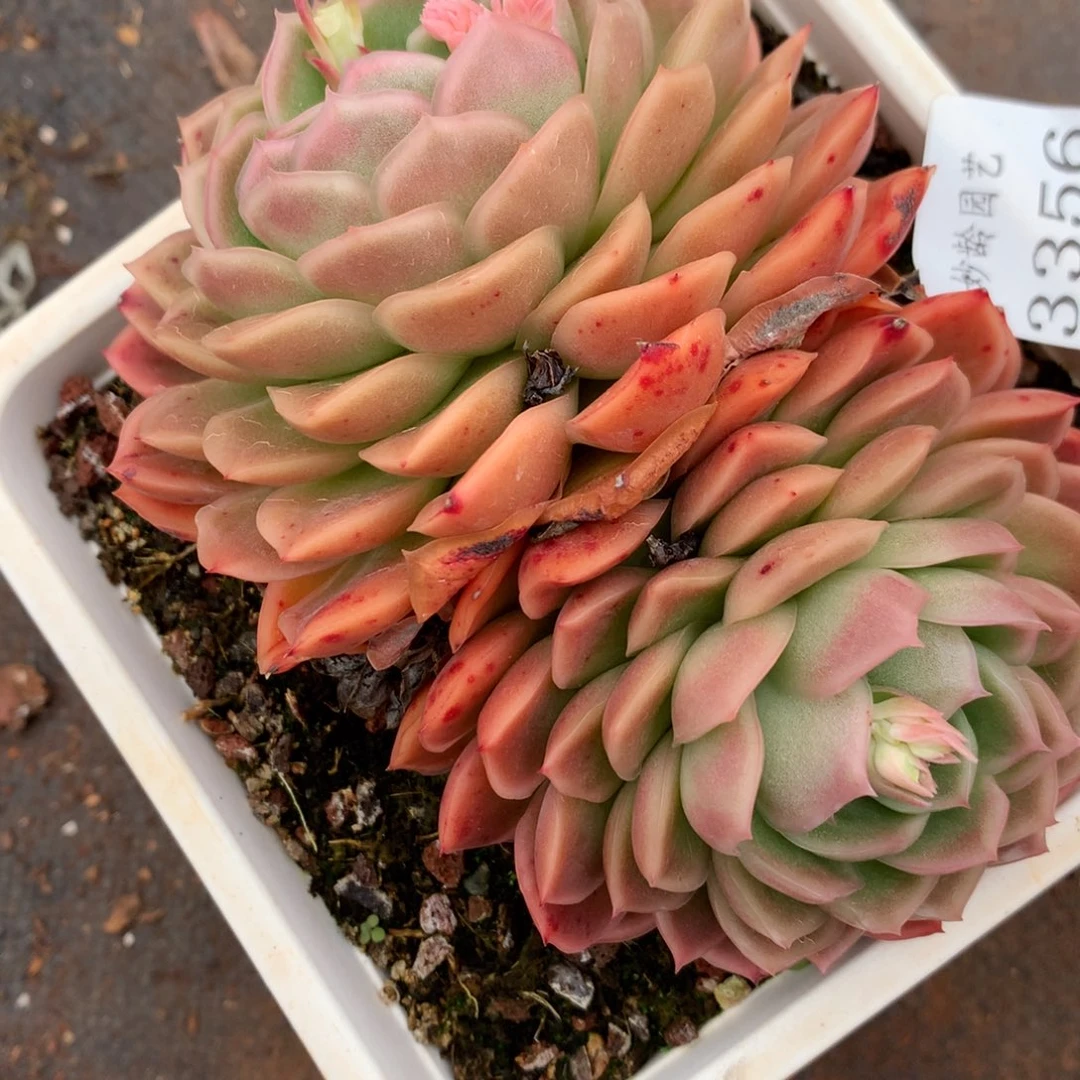 3356杂交多肉植物