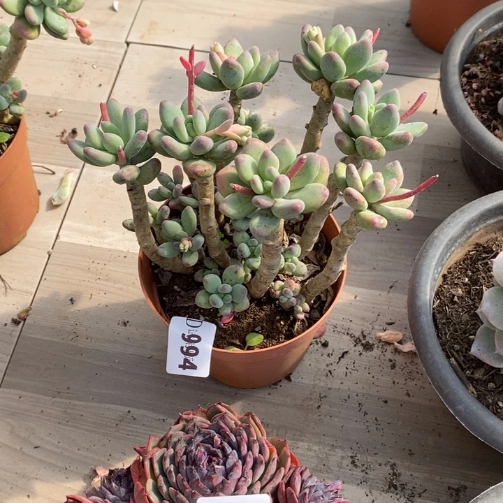 奶****994苹果奶多肉植物